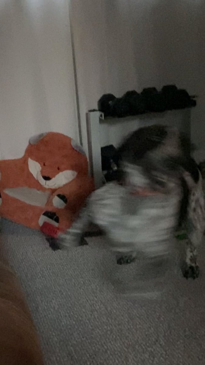 EricaGansemer's tweet photo. @bunsenbernerbmd Astro during a bout of zoomies https://t.co/HAEiJEHxzr