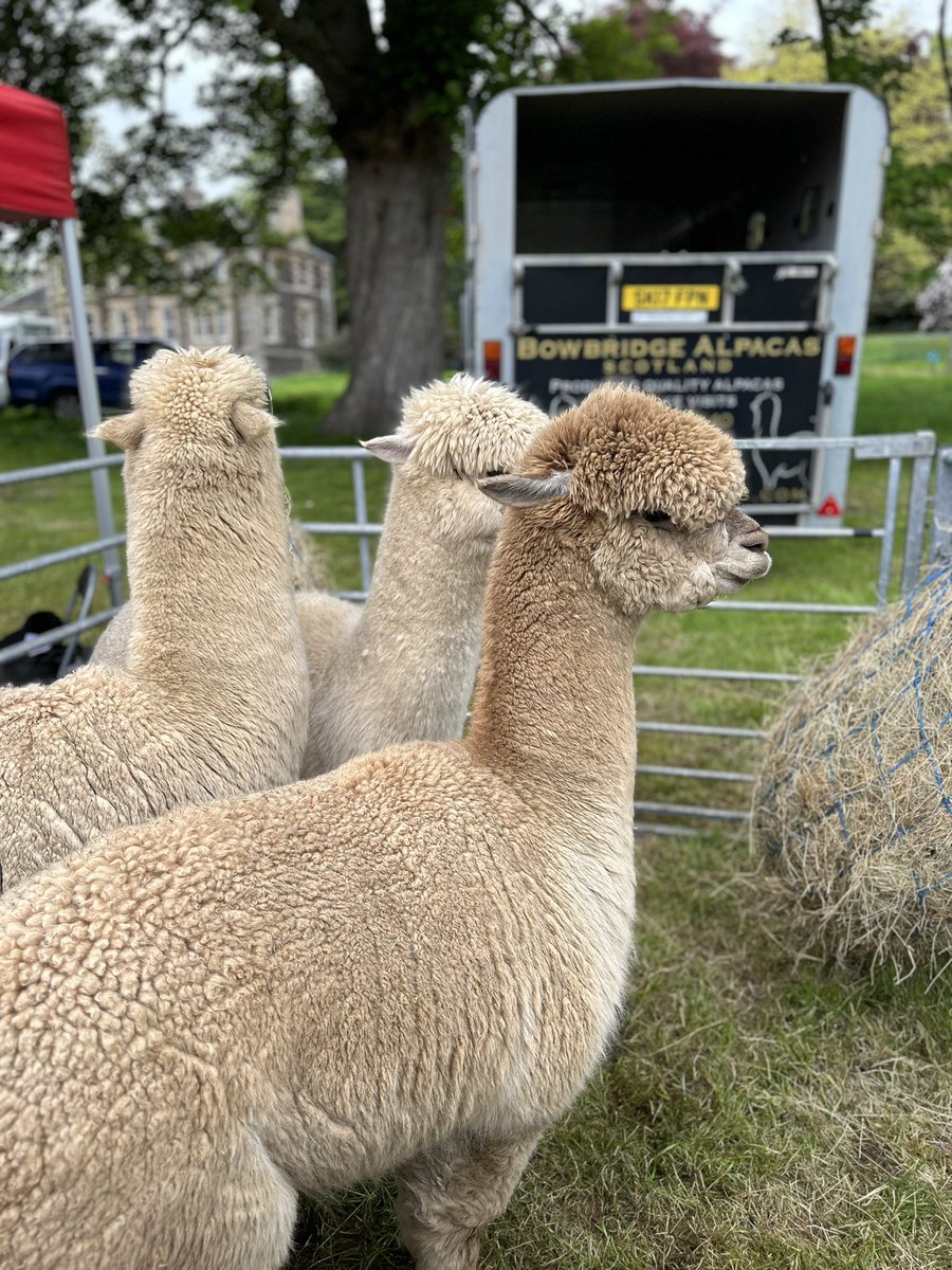 StuartD_Fife's tweet photo. A wander around the #FifeShow https://t.co/X3sOzzq9lM