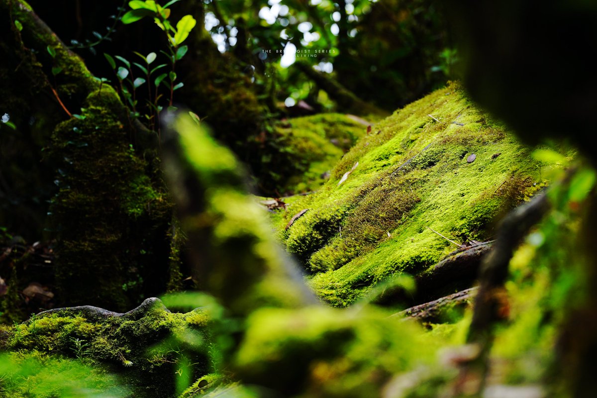 terra_living's tweet photo. Weekend's appreciation for a lawn of live moss growing deep in the forest.
#terraliving #bryology #moss #livemoss #forestmoss #mossinthewild #mossphotography #macro #mosschronicle https://t.co/7QllRUbWDH