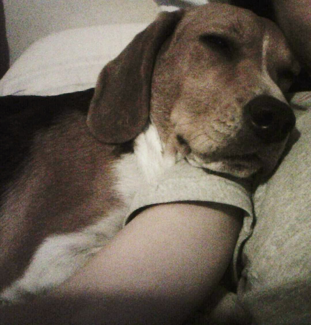 Pruny_thebeagle's tweet photo. 8 years ago Pruny got her wings. I miss her everyday😢. She had a short life, but she left us all her Twitter pals ♥️ and the #BeaglebugClub 🐞. Please demand treats and walkies in her honor 😉. https://t.co/FjrLBzehWH