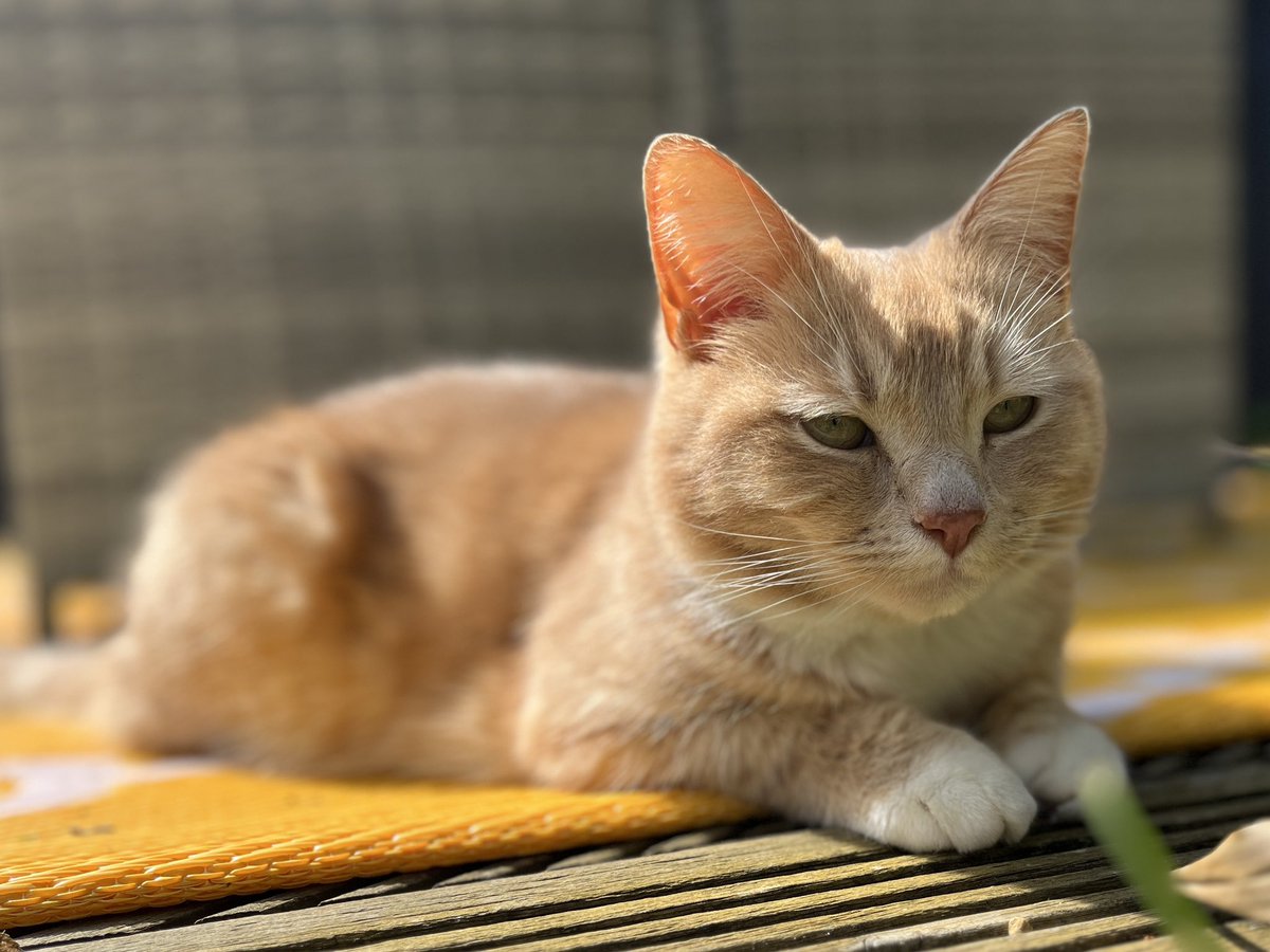 Lovely afternoon in the garden watching purrents hard at work, making me want a nap just watching them 🧡😻🧡 #catsoftwitter #catsontwitter #adoptdontshop #CatsLover #catsprotection #catsprotectionawards #voteeric #rescuecat  #NationalCatAwards #Caturday