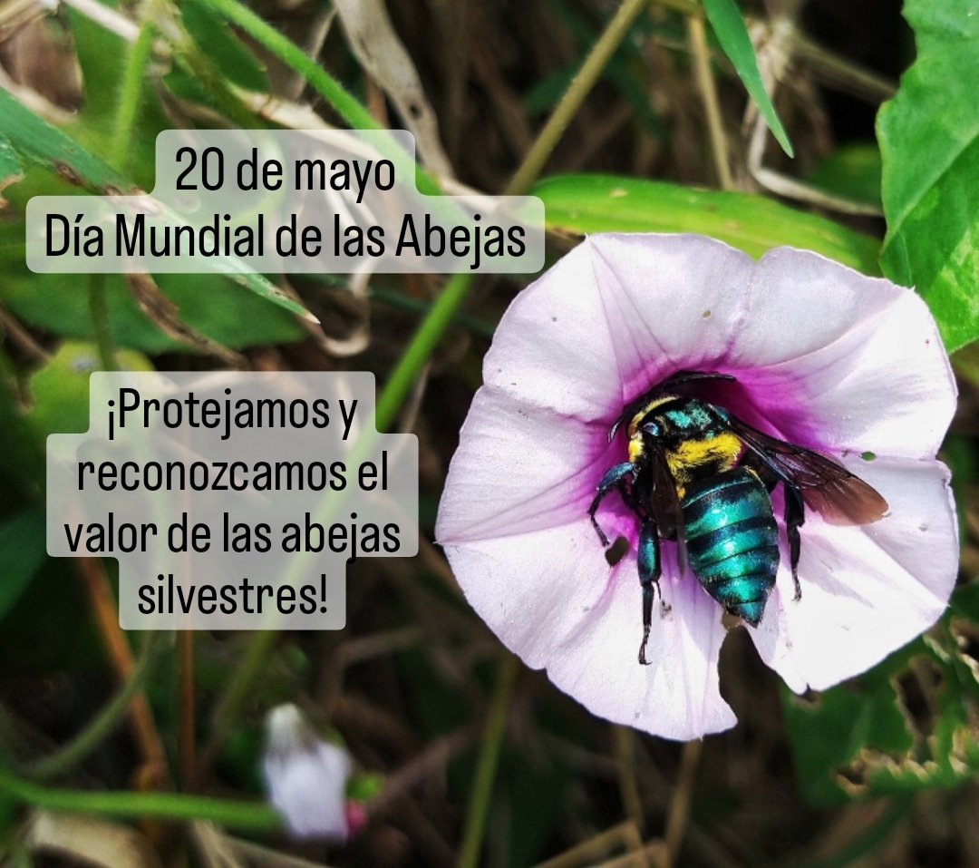 Feliz 20 de mayo a todxs!! 🐝
Hoy es una precioso día para poder conmemorar y reconocer el valor que tienen las abejas silvestres en el mundo. Comparto una pequeña reflexión acerca de la controversia que se ha generado sobre ellas y sus melíferas parientes
m.facebook.com/story.php?stor…