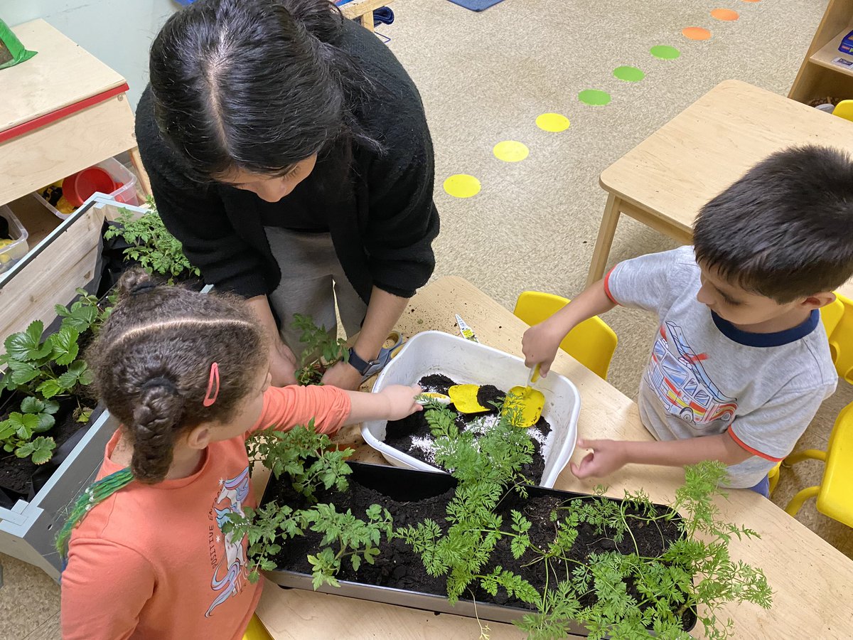 AimeeTazic's tweet photo. Gardening in preschool. @RiversideDrPrek planted a garden and @MrsPisarczyk were observing their gardens. #gardenstudy @TeachStrategies #d100inspires https://t.co/KfMjmkk62L