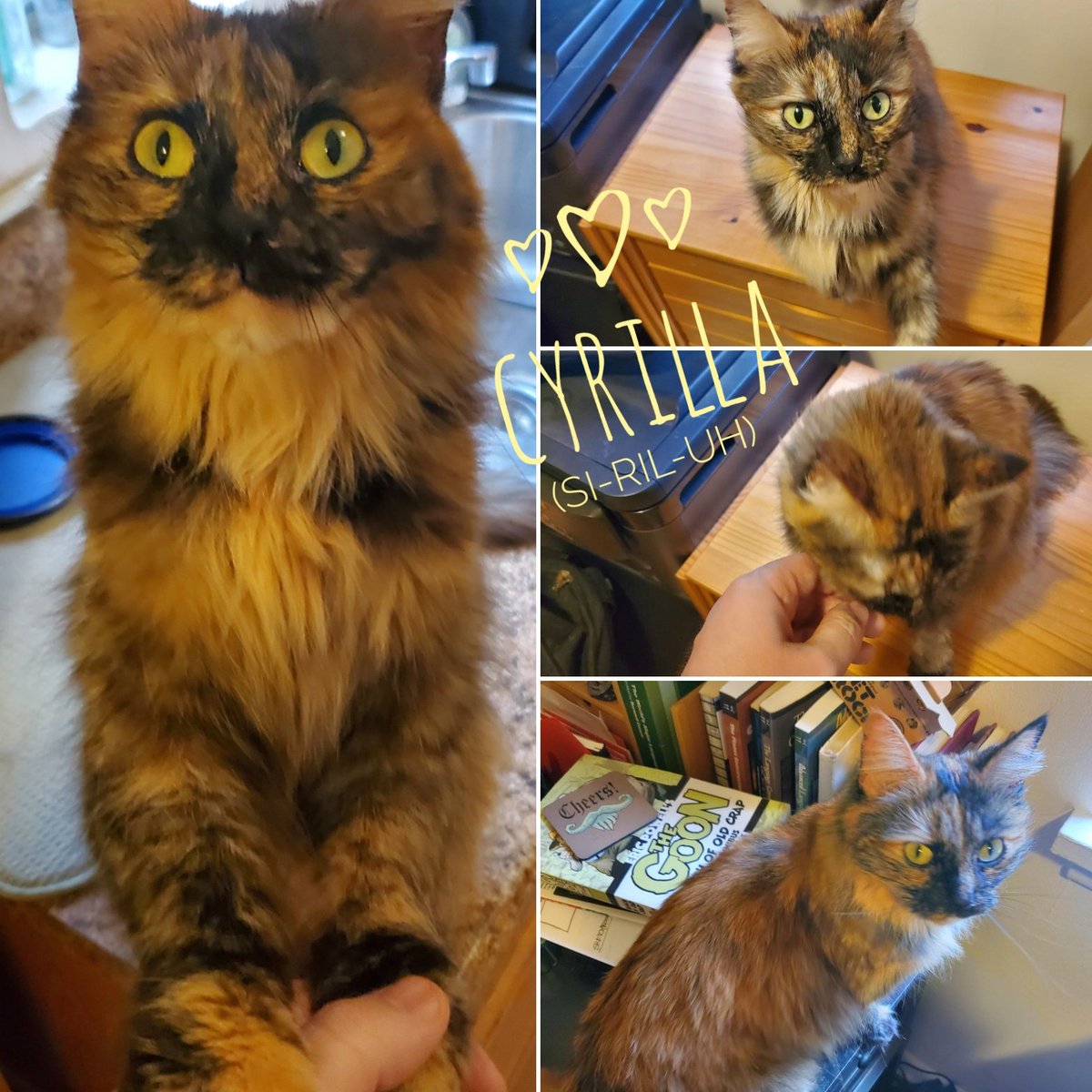 jmdesantis's tweet photo. Best part of a weekend off is spending some time with this little lady.
(Even my cat's name needs a pronunciation guide 😅)
#cat #cats #billee #Cyrilla #CyrillatheCat #princesscirilla #CatsOfTwitter https://t.co/WFiEqJ5JZa
