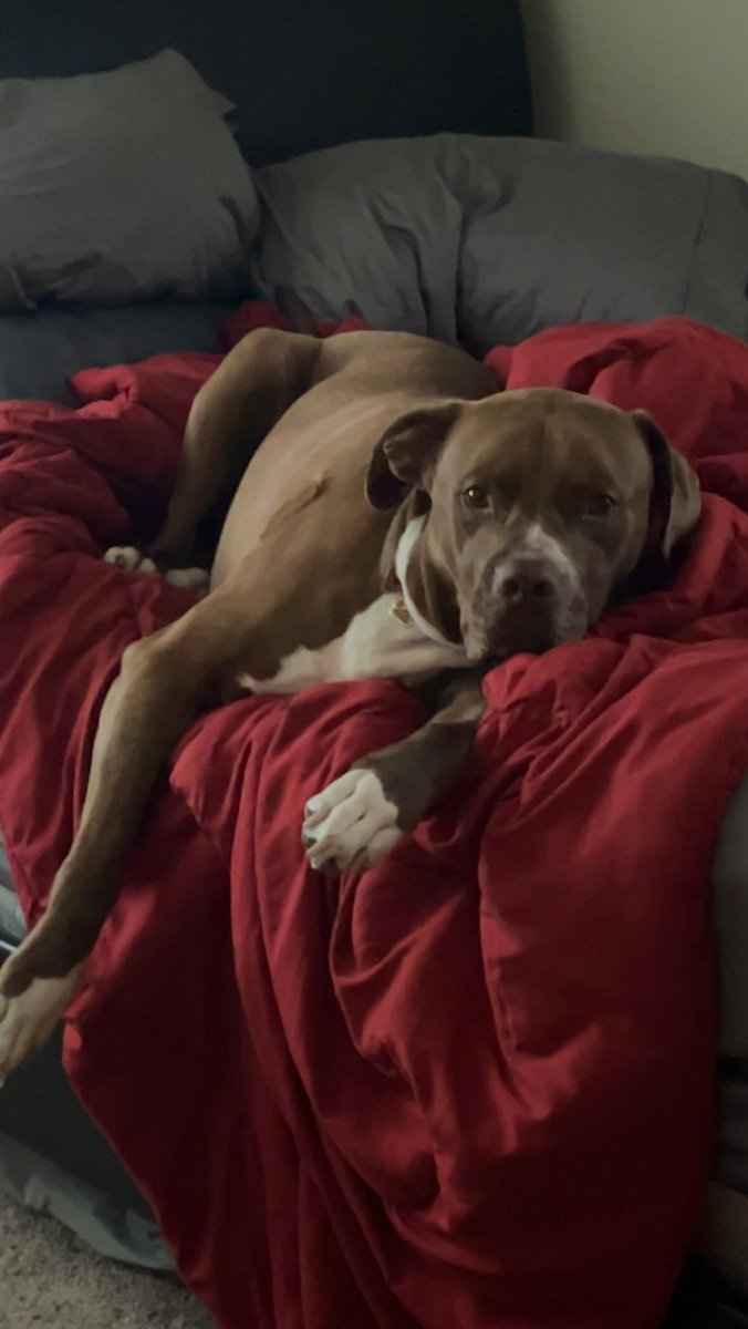 winterzera_'s tweet image. A thread of all the dog children #MooseMaverick #DogMom 💕