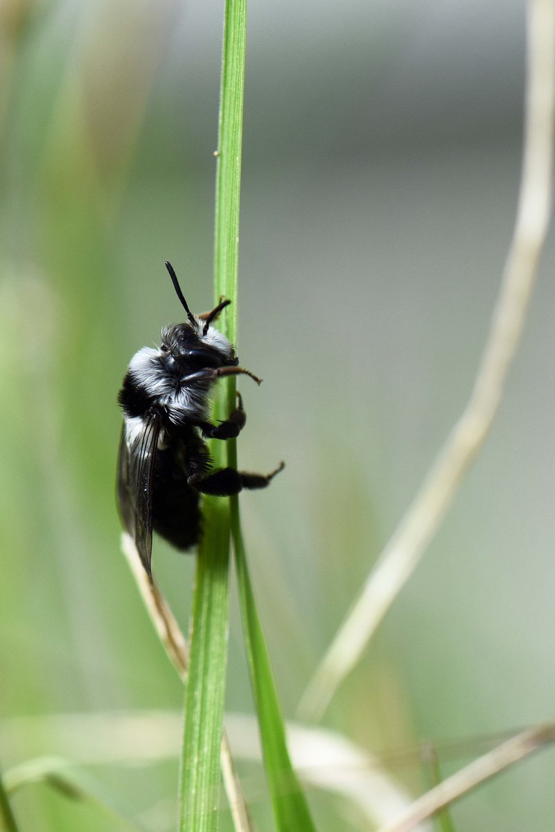 the_beeguy's tweet image. #theBeeAt3
Basic bee facts every day at 3pm.

#WorldBeeDay Special.

A fact &amp;amp; a confession:

I’m The Bee Guy &amp;amp; I talk to bees. 
On a regular basis.
I greet them as they pass.
I apologise for us.
I ask if they’re okay.
&amp;amp; #trees
&amp;amp; #birds 
&amp;amp; #wasps 
But mostly #bees
Bumblebees.