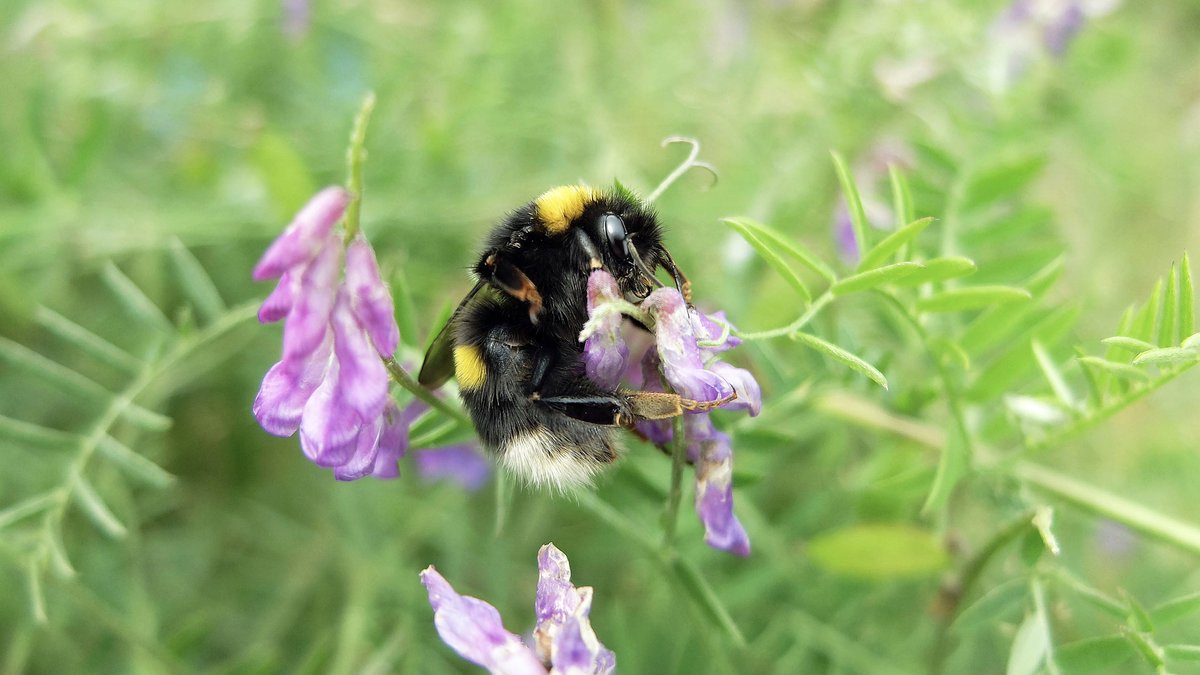 the_beeguy's tweet image. #theBeeAt3
Basic bee facts every day at 3pm.

#WorldBeeDay Special.

A fact &amp;amp; a confession:

I’m The Bee Guy &amp;amp; I talk to bees. 
On a regular basis.
I greet them as they pass.
I apologise for us.
I ask if they’re okay.
&amp;amp; #trees
&amp;amp; #birds 
&amp;amp; #wasps 
But mostly #bees
Bumblebees.