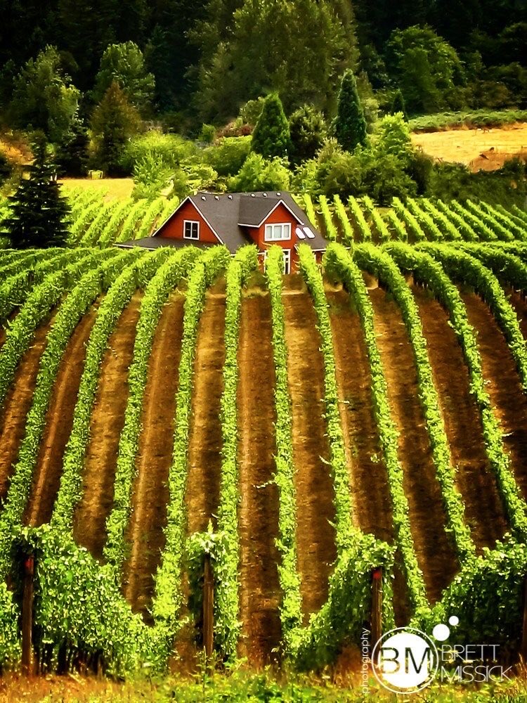 Willamette Valley 
Oregon vineyards 🍇