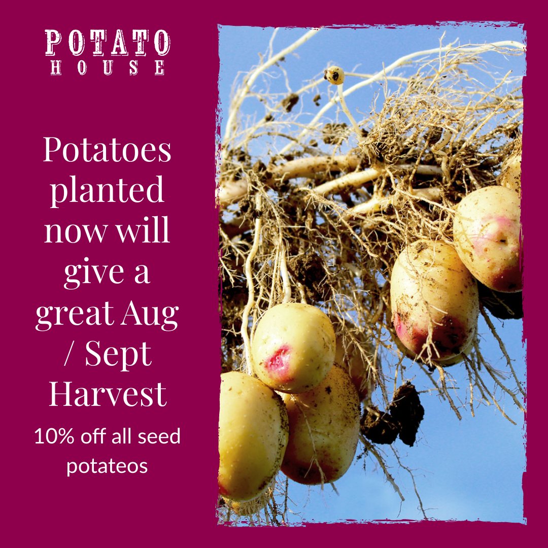 There is still time to plant potatoes. Potatoes planted now will give you a wonderful late summer harvest. No need to chit at this stage so with our FAST FREE delivery you could be planting next weekend. tinyurl.com/2y26cbyc