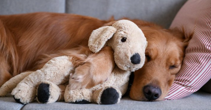 ParnTranslation's tweet photo. เก็บตกจิดวิดยามะหมา 🐶🐶🐶//เดี๋ยวจะน้อยหน้ามะแมว มาเดาใจน้องหมาจากท่านอนกันบ้าง เนื่องจาก 80% ของเวลานอนน้องเป็นการหลับแบบ Rem Sleep (หลับฝัน) จึงจำเป็นต้องนอนนานเป็นครึ่งค่อนวัน คูมเจ้าของก็คงเคยเห็นน้องนอนอยู่บ่อย ๆ มาดูกันซิว่าท่านอนแต่ละแบบบอกสภาพจิตใจน้องอย่างไรบ้าง (ต่อ) https://t.co/98EECLUPNu