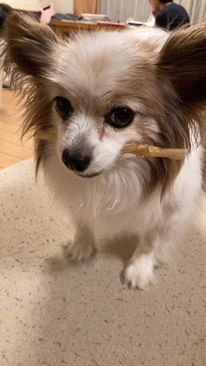 骨あげた。
(とても嬉しそうな様子である。)