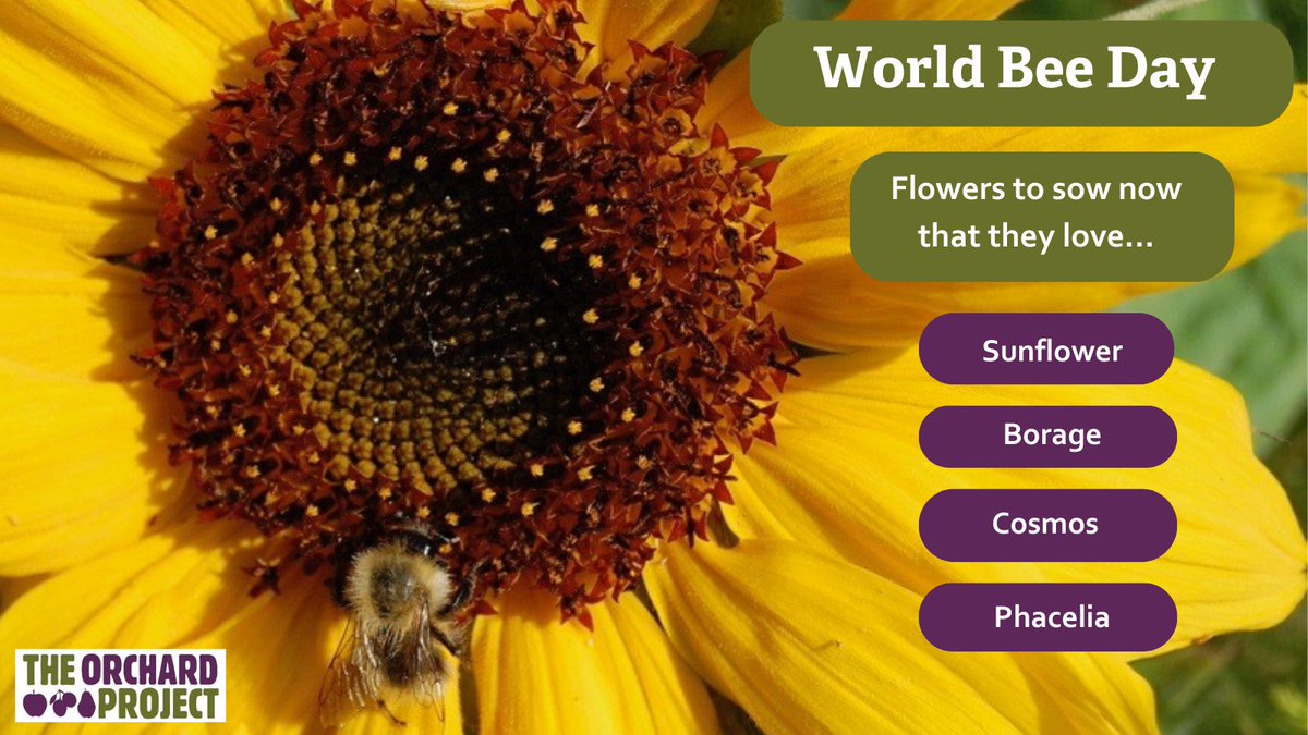 It's #WorldBeeDay! Let's take a moment to celebrate these amazing pollinators & sow some seeds to provide them with a nectar-rich bounty in the months to come 🐝 Find our more about why orchards are so great for bees (and more!) bit.ly/43891es @SAfoodforlife