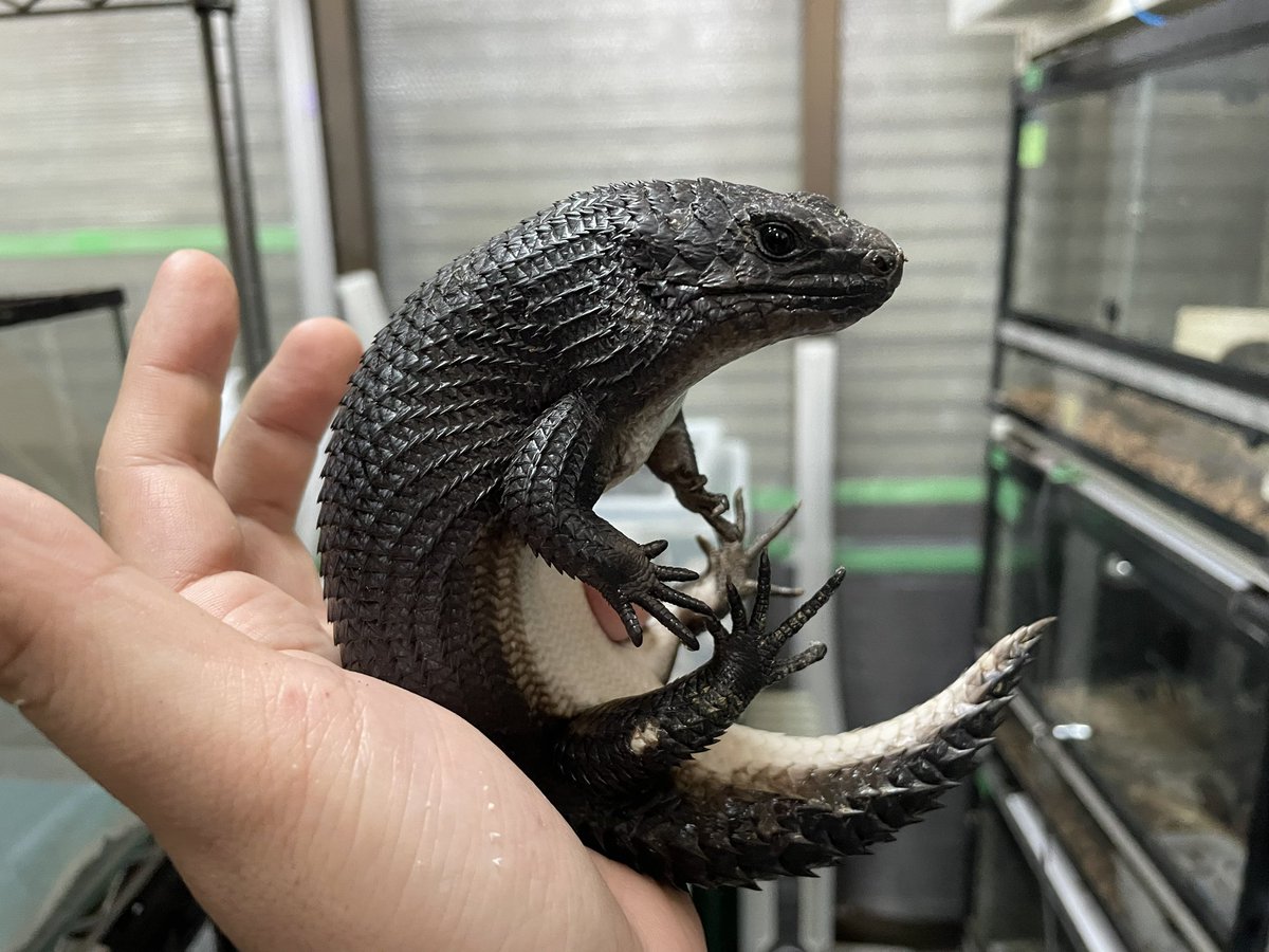 reptilesshop's tweet photo. 新着生体情報
ストケスイワトカゲブラックバディア 

指かけ大特価！！

https://t.co/2LRwObiBYS https://t.co/9ZttmqokF6