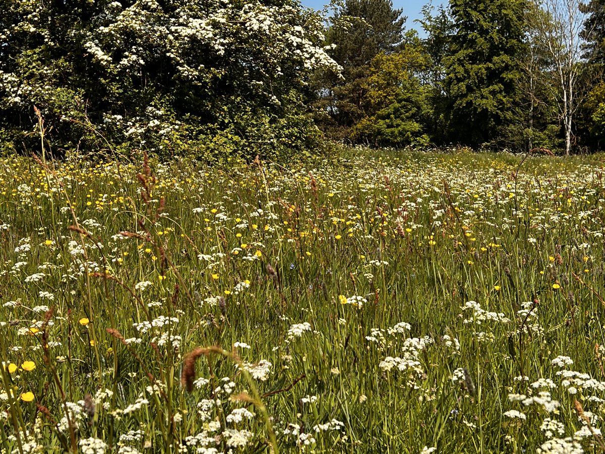 @katemacrae @pipegreentrust Pignut and buttercups along with some flower laden hawthorn just about 100 yards from my home - love this time of year