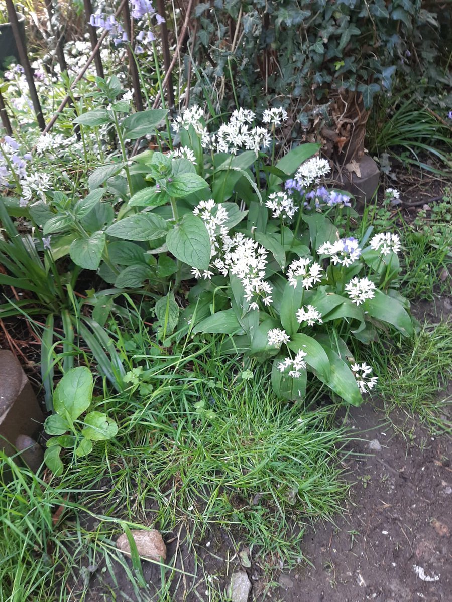 Web3PlantRealm's tweet photo. @Yaacov97531 🌳🌱💚 https://t.co/8TbOm0y81C