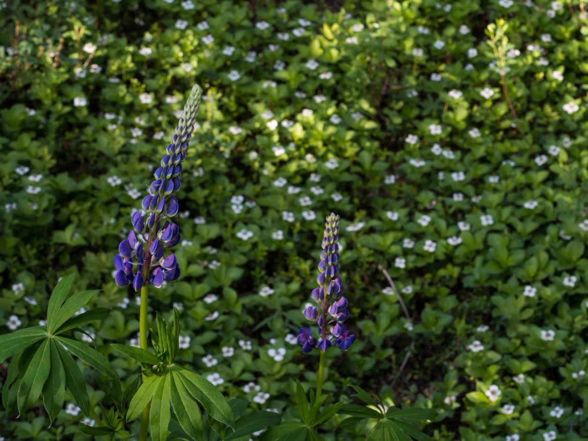 'Therefore, as you received Christ Jesus the Lord, so walk in him, rooted and built up in him and established in the faith, just as you were taught, abounding in thanksgiving.' (Colossians 2:6-7) #Alaska #Lupine