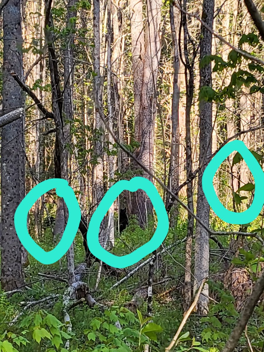 WildernessWebb's tweet photo. Really bad picture of 3 black bears in the woods. 🐻  But 3 bears!!!! https://t.co/kKA1eN7OeX