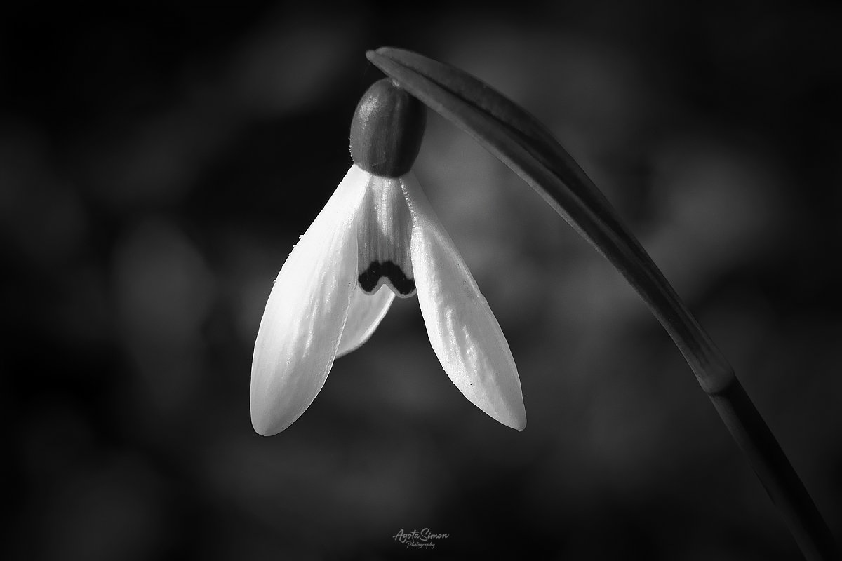 AgotaSimonPhot1's tweet photo. Awaken

#photography #flowers #blackandwhiteflower #closeup #monochrome #fineartphotography #flowephotography #snowflowers #blackandwhitephotography #blackandwhite https://t.co/0EICgyfcDQ