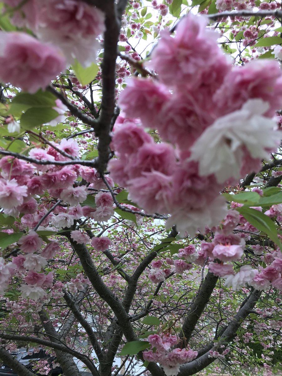 Blossoms falling