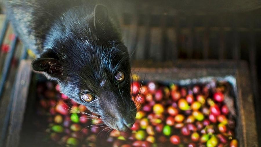 NiltoTatto's tweet photo. Café mais caro do mundo é feito com cocô de animal preso até a morte
A crueldade contra os animais não tem limites.
@caafreitass @ecoa_uol https://t.co/5RrtJNrAHL
#Crueldade #Animais #Defesaanimal #Direitosdosanimais https://t.co/aSbYxuJU2H