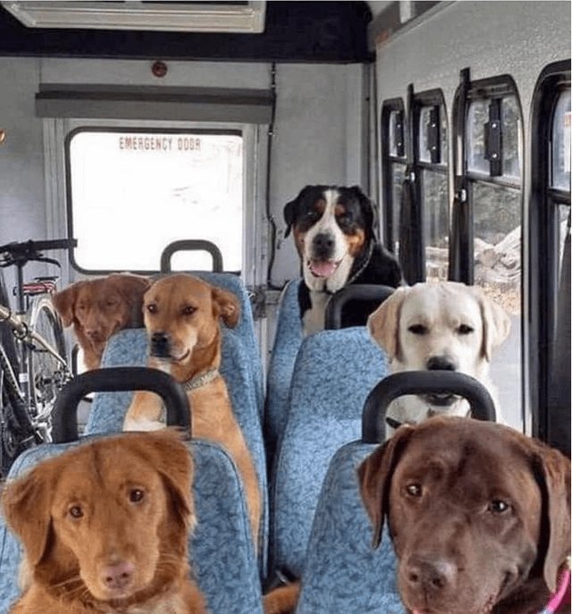 Puppies 🐶 tweet media