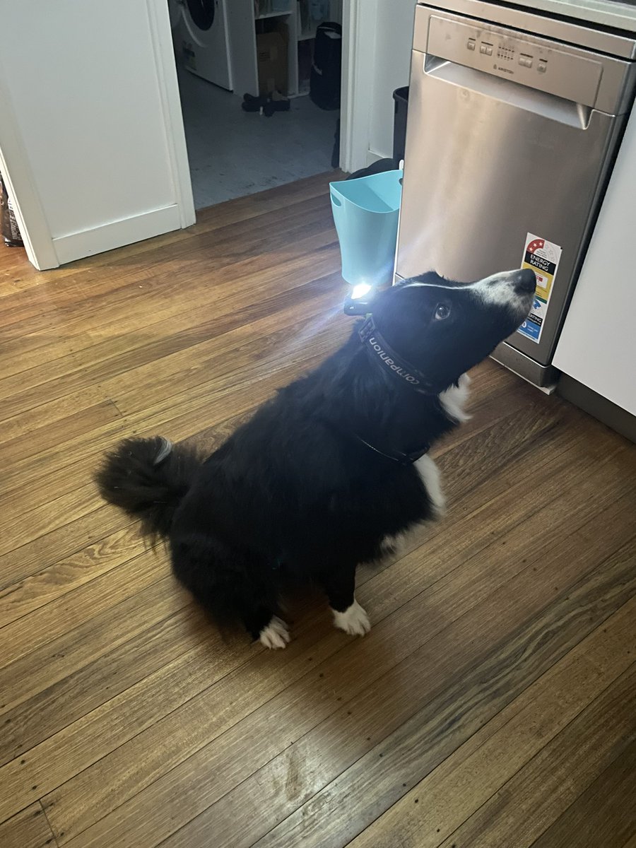 shaan_patterson's tweet photo. I don’t know any other dog who loves their head torch as much as this guy #bordercollie #dog #dogs #funnydog https://t.co/NMwVGQv3kw