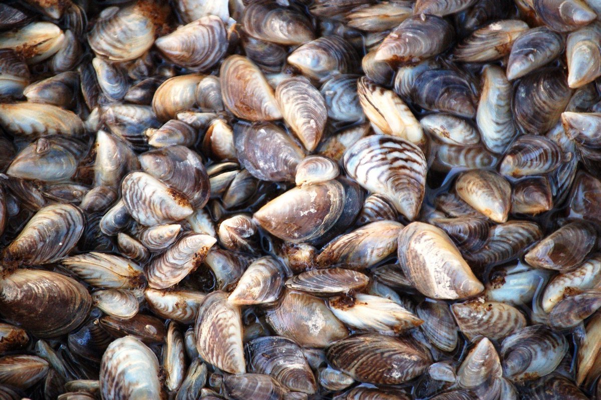 USACEHQ's tweet photo. With boating season right around the corner, we join
@USACE_SWD's @USACE_FortWorth and @TPWDparks in asking everyone to do their part in stopping the spread of #zebramussels. #InvasiveSpecies https://t.co/ljOMI4ZHym