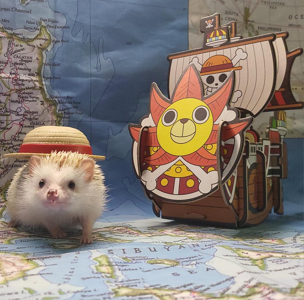 IceIsYoung's tweet photo. Hedgehog D. Luffy is heading to Sky Islands ☁️🏝️

Meet Hogs the Hedgehog, she ate the grumpy-grumpy fruit and now she's on a quest to find one piece...of cat food 🦔

@ItsQuintella  @CONQuestPHL
 #CONQuest2023 #QuintellArt #SeeYouInTheSkies #OnePiece #PetCosplay #Cosplay https://t.co/CufEUpTmPy