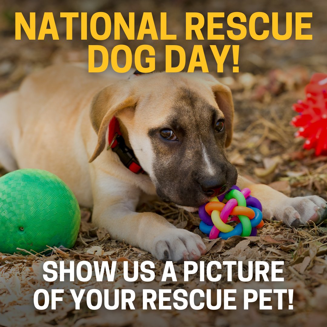 2024 National Purebred Dog Day 2019 National Mutt Day A (National