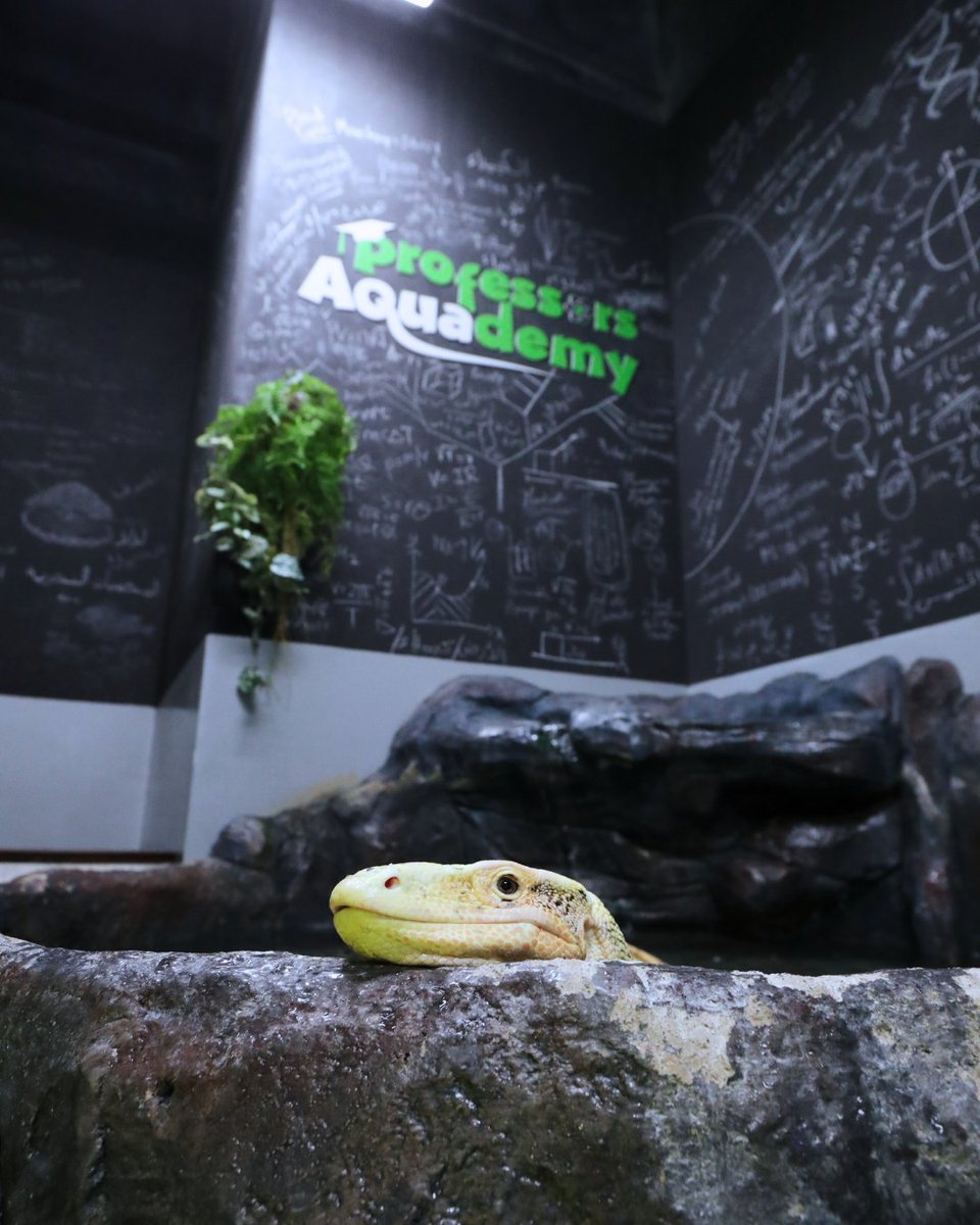 Have you visited Professor recently? Head to The National Aquarium Abu Dhabi to pay a visit to our friendly resident – Professor 🎓 #TheNationalAquariumAbuDhabi #NationalAquarium #NaturalTreasures #AbuDhabiAquarium #WildLife #InAbuDhabi #VisitAbudhabi #AlQana
