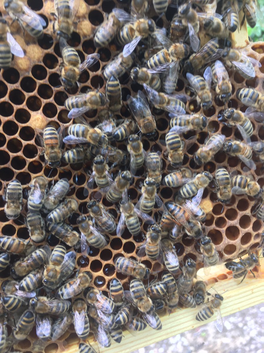Beekeeping with the 3 year old on world bee day!