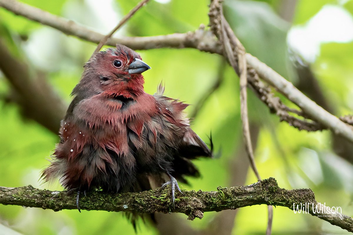 2wsphotography's tweet photo. A ‘fluffed-up’ African Firefinch after a bath… Photographed @UmusambiV in #Kigali #Rwanda #RwOT #TwitterNatureCommunity #birdwatching #VisitRwanda https://t.co/MRR0xmnRCY