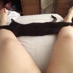 まるで脱ぎかけのパンツ!？ 黒猫ちゃんのユニークなポーズに注目