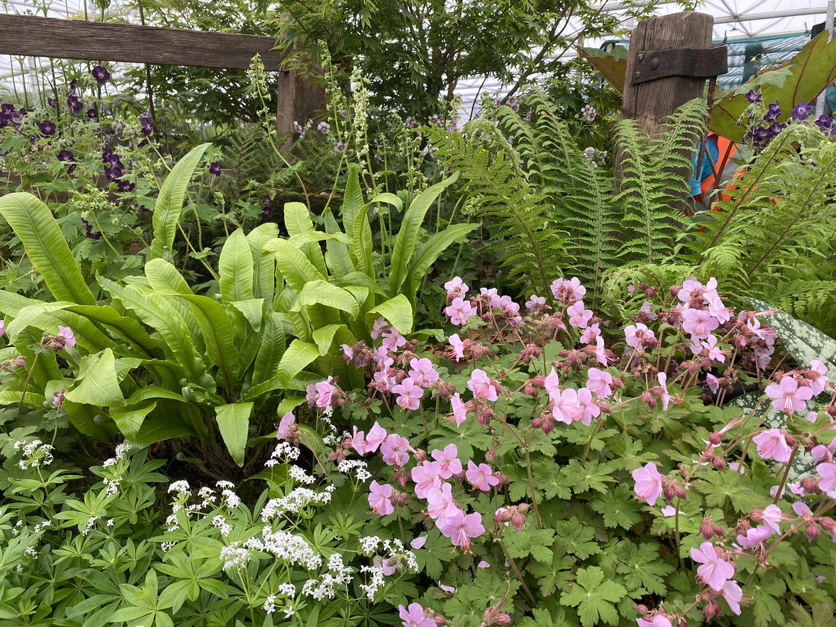 Day 3 of creating our @rhschelsea #flowershow display. Coming along nicely. #nearlythere #shadeplants