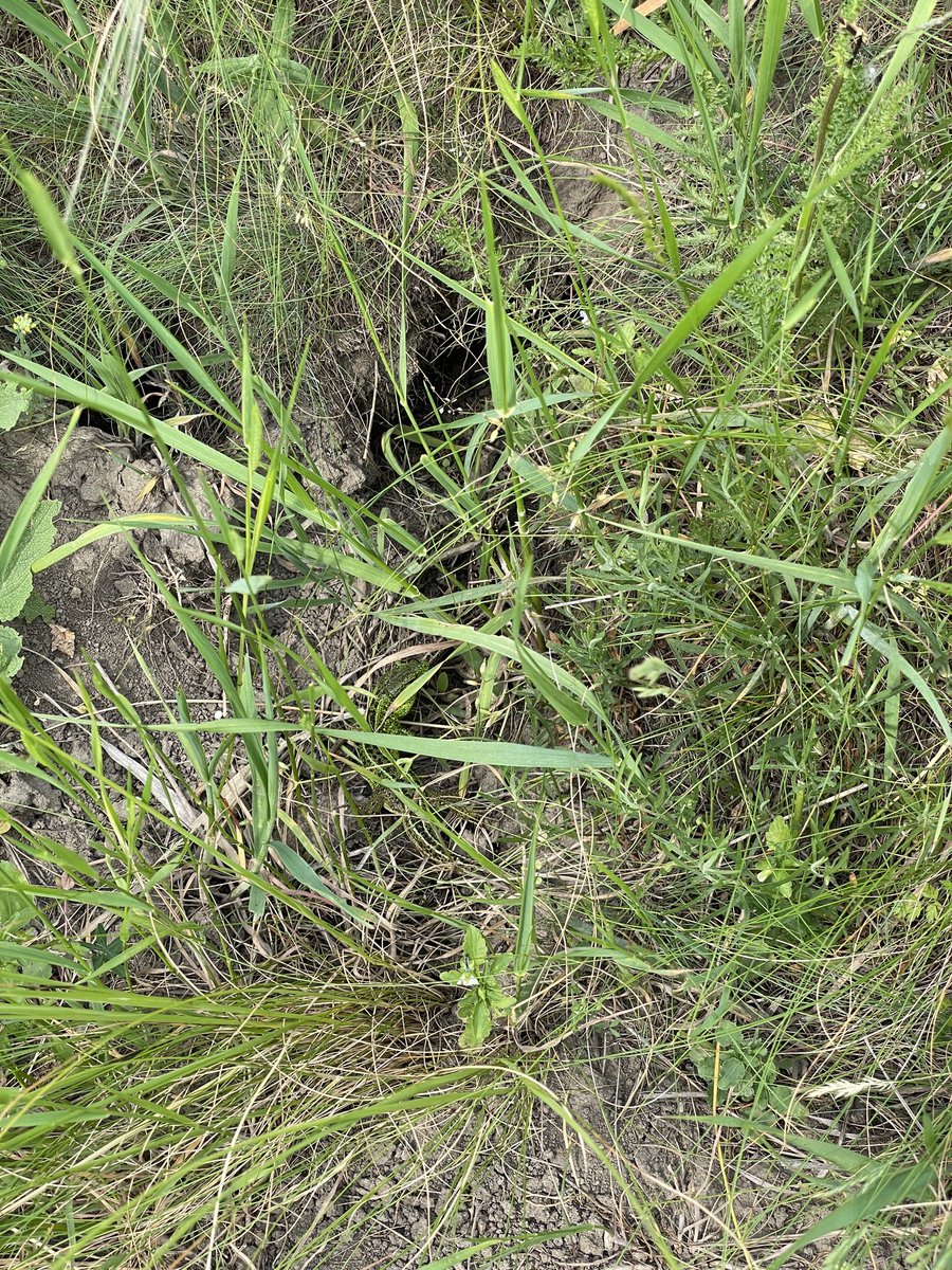 IulianGherghel's tweet image. Heating up in the field! 🌞 Reptile activity is buzzing, especially our sand lizards. 🦎 We're working hard to understand how they respond to climate change. Can you spot the lizards in this picture? #Herpetology #ReptileResearch #SpotTheLizard #Fieldwork #ClimateChange 🌍