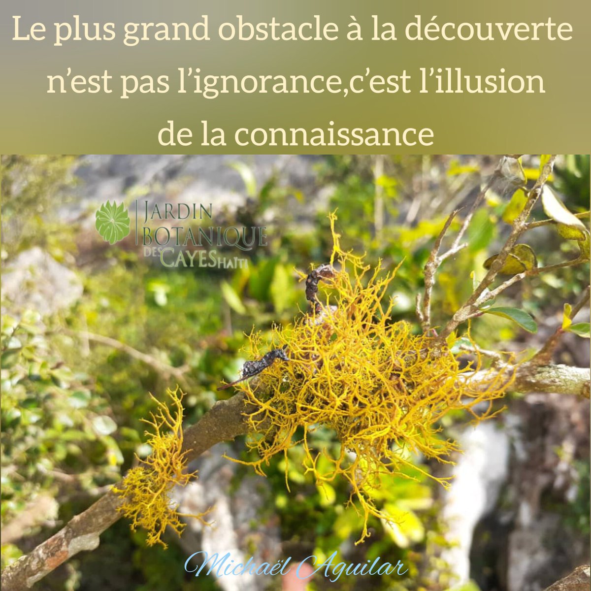 JardinBotaniquecayes tweet media