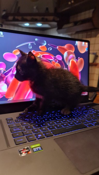 My assistant today😆🐱 https://t.co/yAu9wT8hPs<a href="/tag/springbreak2023"class="tags"><span>#springbreak2023</span></a>