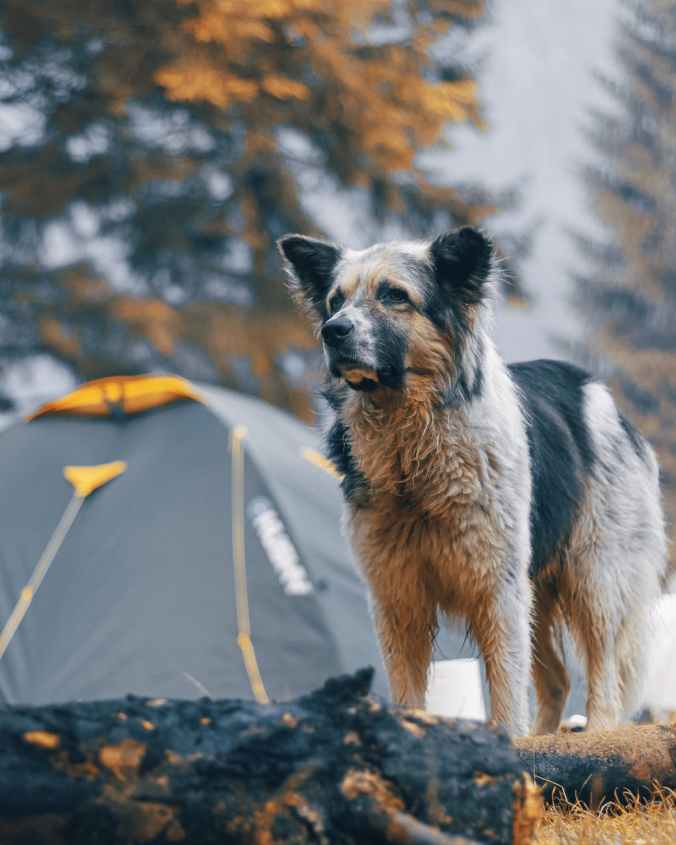 Camping with Pets - Robert Bruton | Flight Risk Studios llc buff.ly/3FRBScZ