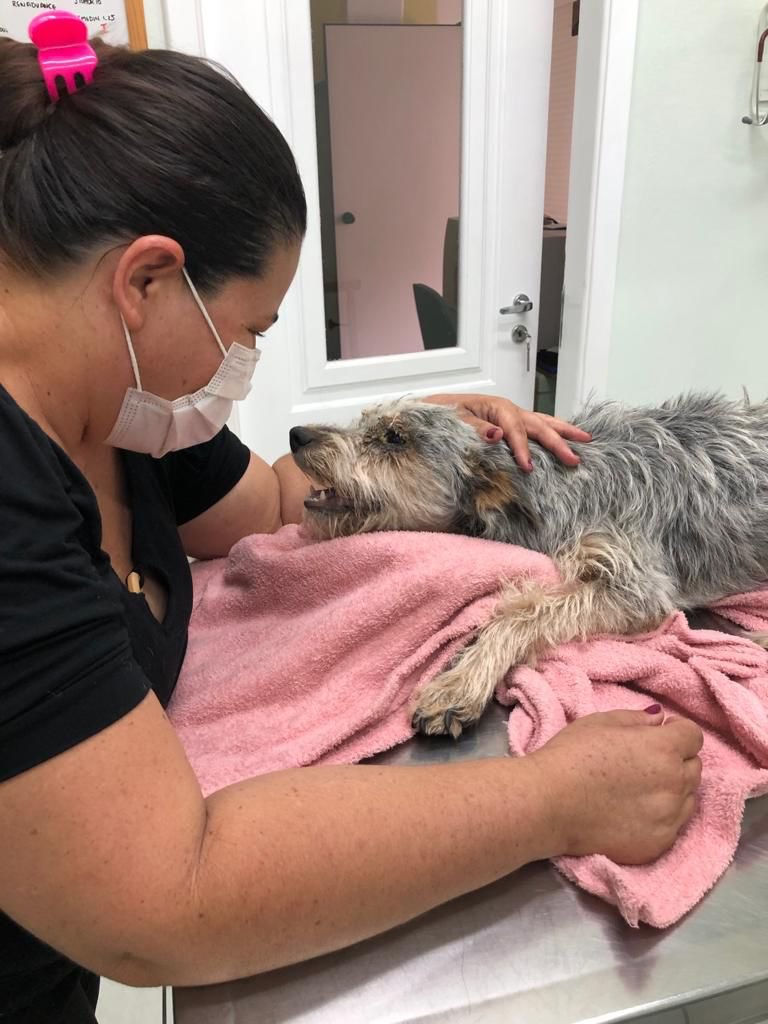 Miaujudee's tweet photo. O QUE É A MIAUJUDE? 

A Miaujude é uma Associação Protetora de Animais sem fins lucrativos.

QUAL É O SEU OBJETIVO?

O objetivo é achar bons lares para animais vítimas de abandono e maus tratos e conscientizar a população sobre os cuidados com os animais, principalmente sobre + https://t.co/6LPkVGVkLm