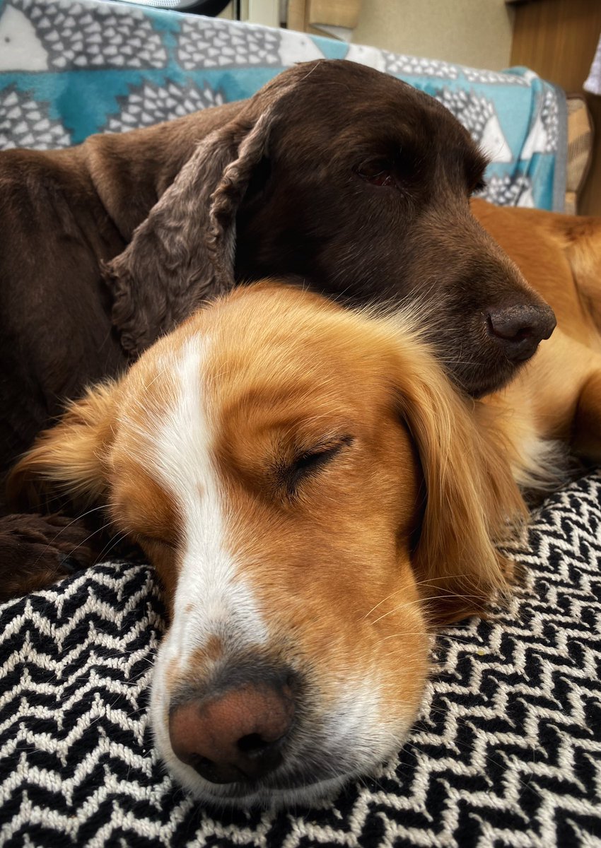 Busy morning on holiday in Scotland. Time for a nap… #vanlife #motorhome #sleepydog 
🏴󠁧󠁢󠁳󠁣󠁴󠁿💤🚐