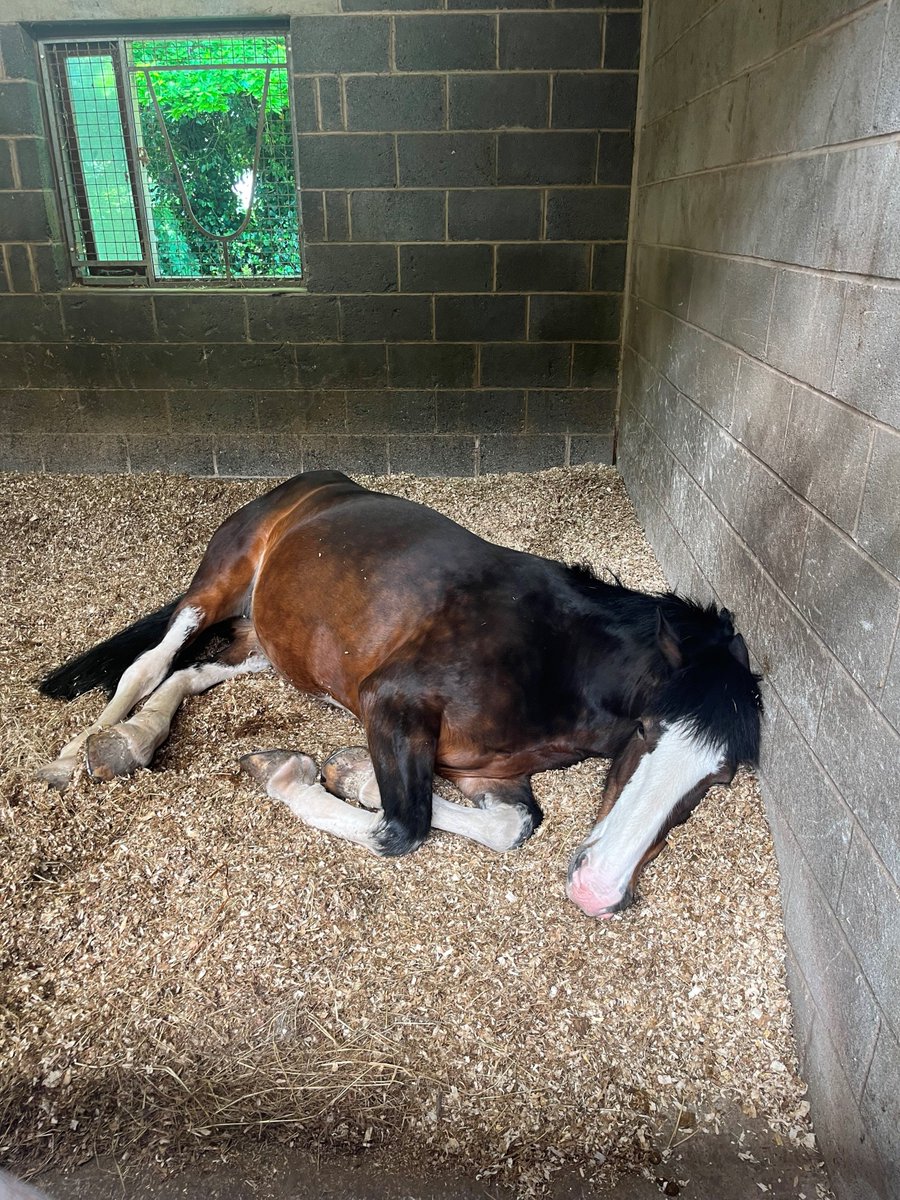 It's Rosehill's Rest Day today and she made the most of it with a well deserved lie in! Argent, Barley, Hutton and Sovereign are out in Nelson today.
#Police #Horse #MountedPolice #LancsPolice