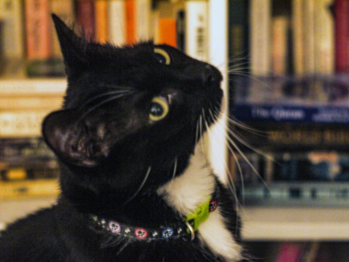 LokiCat91's tweet photo. Loki loves books
.
#Caturday #tuxedocat https://t.co/PmbkiMX2wk