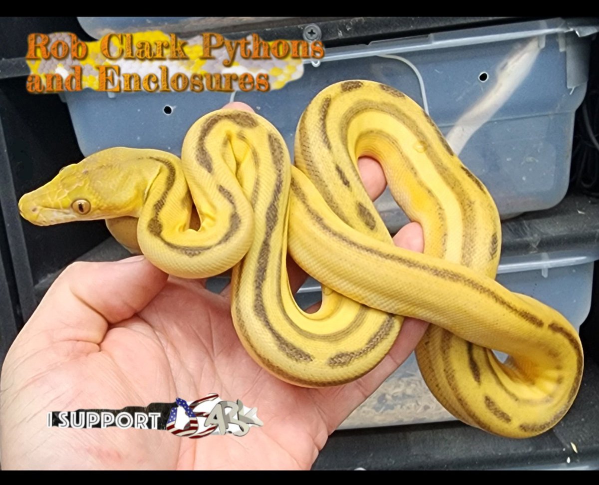 RobClarkPythons's tweet photo. 22 Female Phantom Sunfire Super Tiger Retic, 100% het Genetic Stripe 66% het Albino
Rob Clark Pythons
Expect BIG Things
Wilmington NC
https://t.co/07hoiSro4R
#retic #python #snake #usark #morphmarket #pets #reticulatedpython #sunfire #phantomretic #supertiger #reptile https://t.co/hD1U5YqVzX