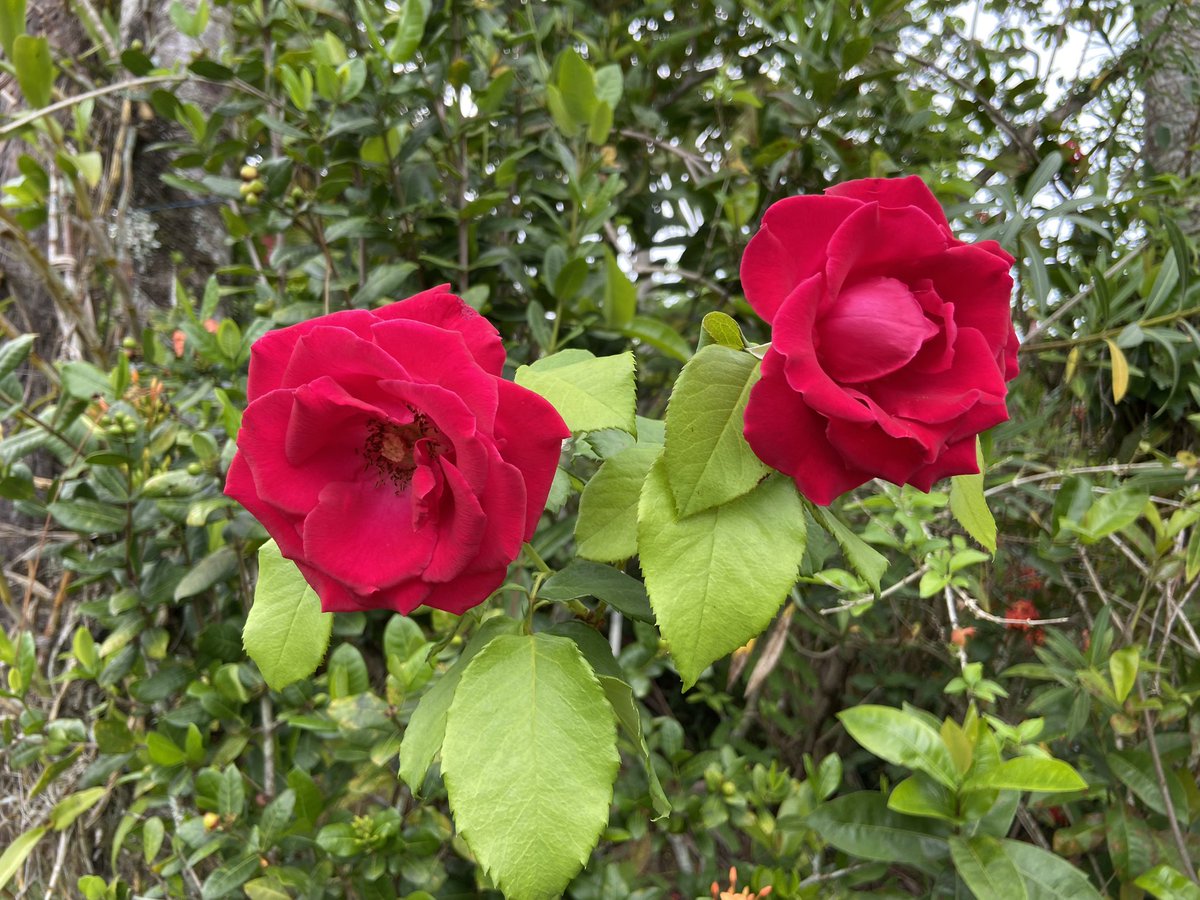inarusolana's tweet photo. !!Buenos días!! ☀️🌹 https://t.co/RHbHNxJBuU
