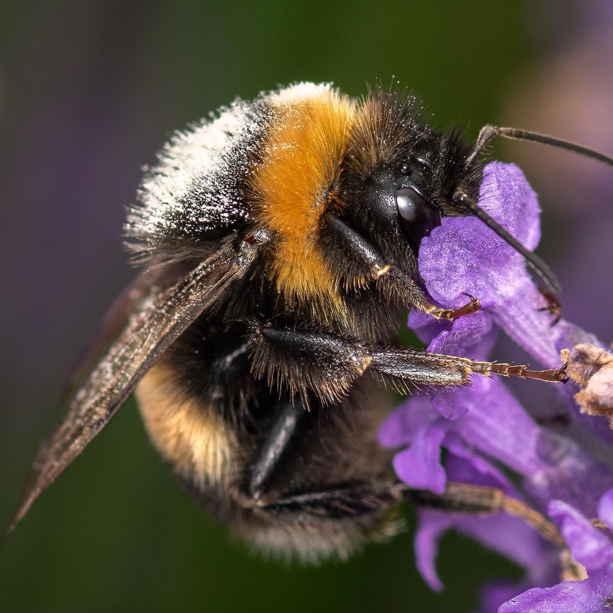 Honey bees hives are in three groups. The queen bee is the leader & lays eggs, workers are females who forage for pollen & nectar, while drones are male bees who mate with the queen. #WorldBeeDay

#EarthCapture via Instagram by: 
1. Craig McInnes
2. Theresa Chambers
3. Joe Maiolo