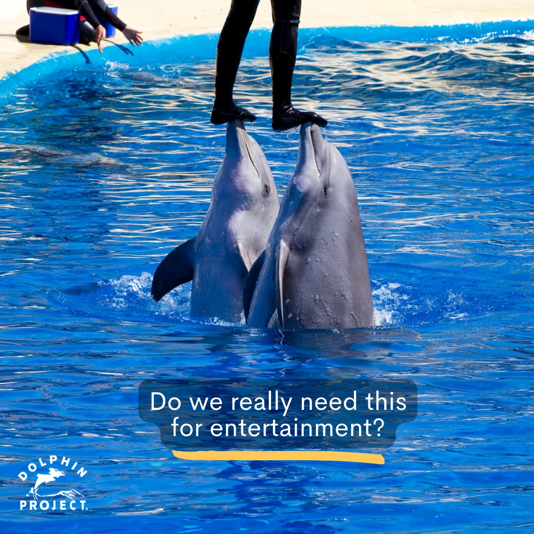 With documentaries, IMAX, VR, projections, streaming platforms, wildlife livestreams and more, there's really no need to use dolphin for entertainment other than profit. Let's stop subjecting dolphins to this cruel industry
#SayNoToTheDolphinShow at bit.ly/TakeTheDolphin…