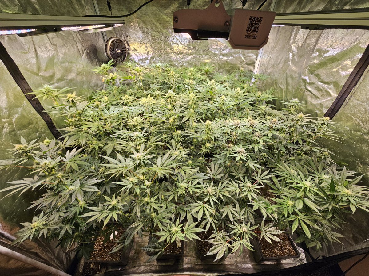 Atticus02021's tweet photo. #solfiregardens tent 2 cleanup day 28f.
#happyhour
#orangecannoli
#bakedbiker
#deadeye
#doubletap
#smilenowcrylaterz #sncl
#GozerOG
Hit https://t.co/sOf16meIpv for 15% OFF with code: SFCATTICUS https://t.co/3Rkc3znVdm