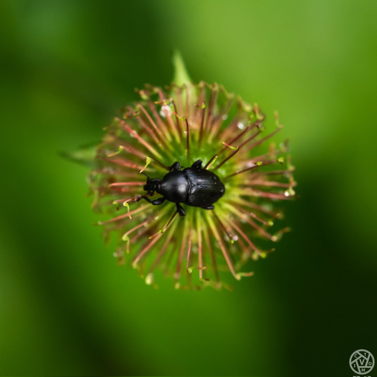 A bug on a flower

#nature #ig_nature #rsa_nature #bugs #ig_bugs #rsa_bugs #insects #ig_insects #rsa_insects #flowers #ig_flowers #rsa_flowers #rsa_main #outdoors #inlovewithnature #naturelovers #closeup #royalsnappingartists