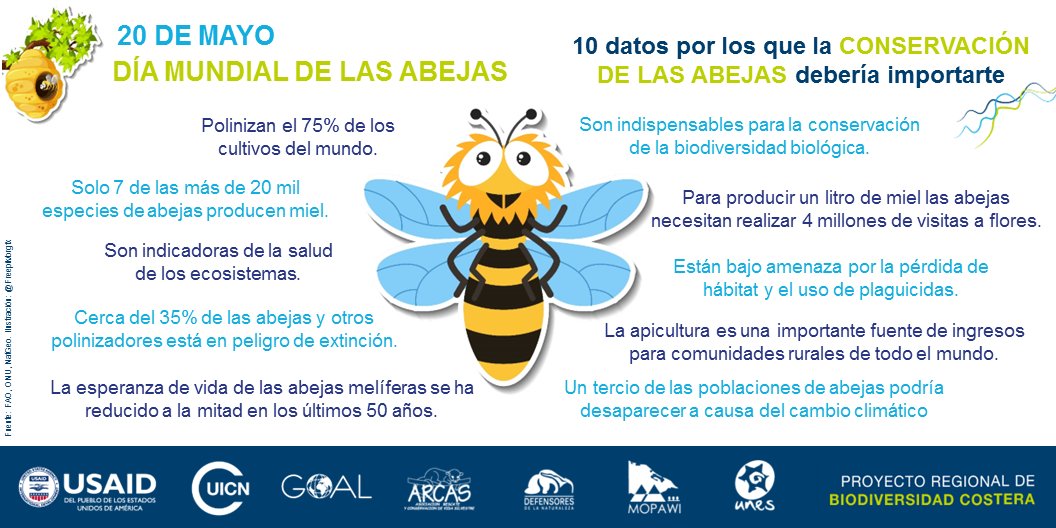 uicn_conserva's tweet photo. 🐝#DíaMundialDeLasAbejas Para conservar las abejas, la #UICN, a través del proyecto #BiodiversidadCostera, con apoyo de @USAIDES, impulsa emprendimientos de #biocomercio, como la #apicultura, actividad que genera sustento, ingresos y contribuye con los procesos de conservación. https://t.co/a8jF6Xe9h0