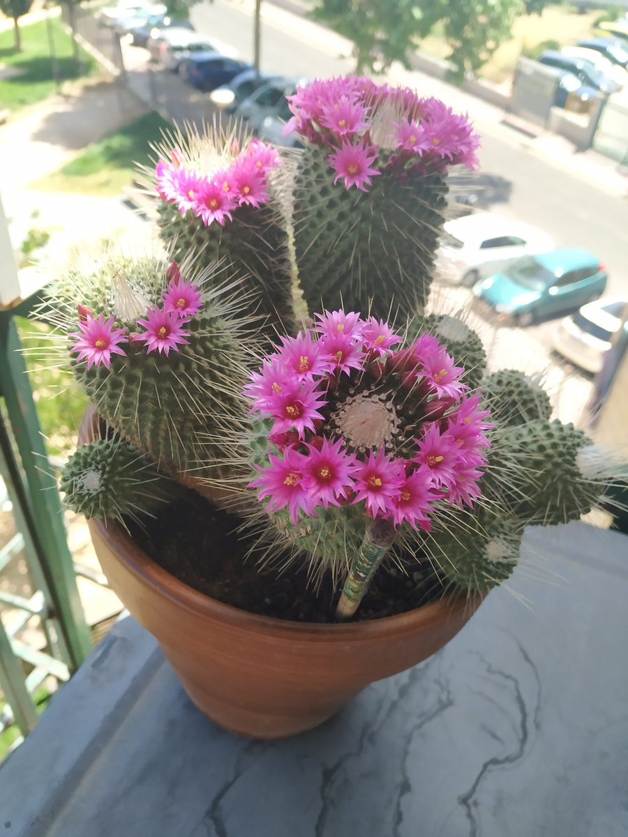 RT @Amparichu: Midsommar cactus edition. https://t.co/7DCgEXBBep